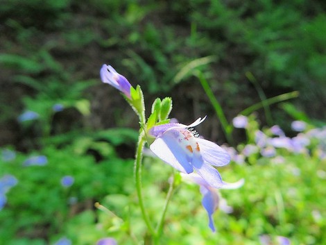 麦秋・・暑かった火曜日・・