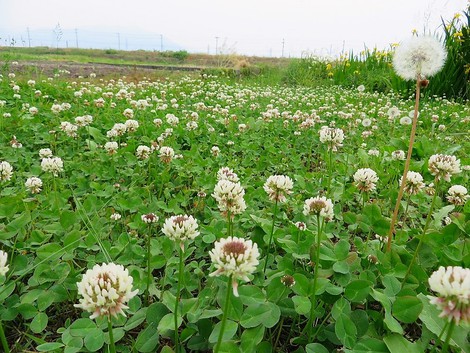 蒸し暑く体に堪える天候で・・五月月末でした