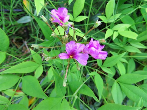 蒸し暑く体に堪える天候で・・五月月末でした