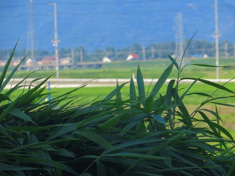 高温継続・・数か所で40度超えた気温