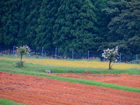 バラも秋仕様で咲いて・・