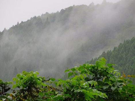 雨中の一日・・大風は無かったのが幸い
