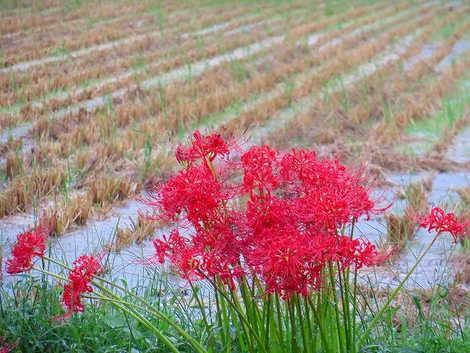 雨中の一日・・大風は無かったのが幸い