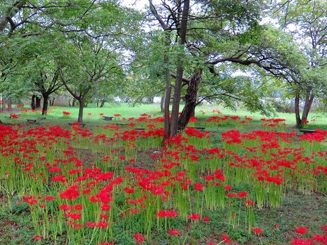 琵琶湖岸・・彼岸花群