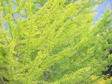 月曜日・・小雨と曇りで・・でも紅白