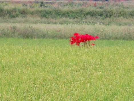 月曜日・・小雨と曇りで・・でも紅白