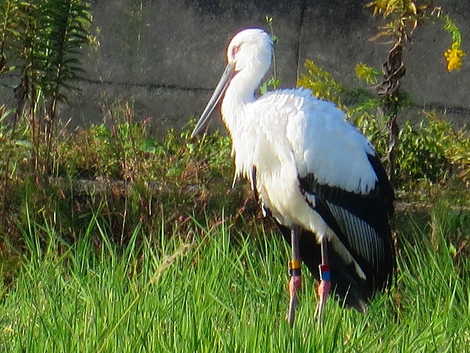 福井県越前市からのコウノトリ？？今朝見ました
