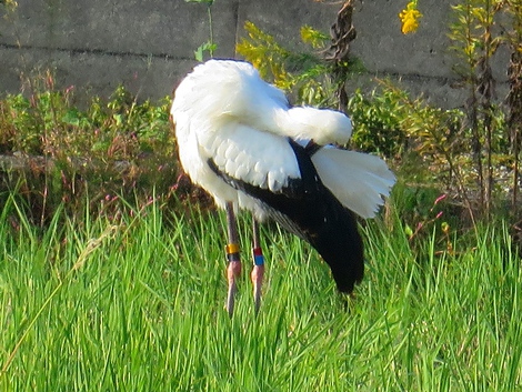 福井県越前市からのコウノトリ？？今朝見ました