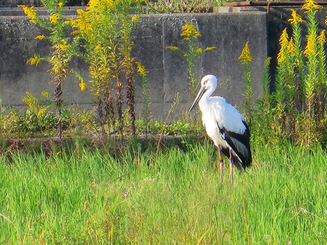 福井県越前市からのコウノトリ？？今朝見ました