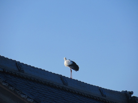 福井県越前市からのコウノトリ？？今朝見ました