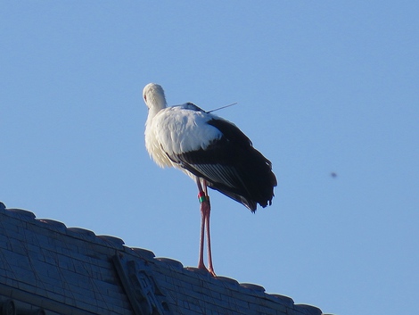 福井県越前市からのコウノトリ？？今朝見ました
