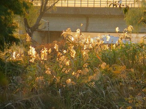 今日見えた風景～～