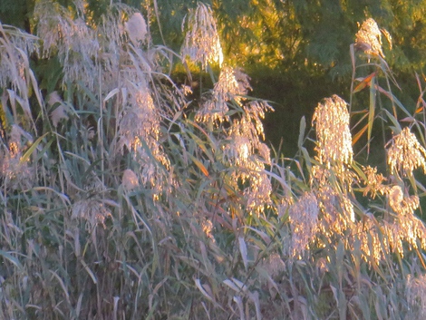 今日見えた風景～～