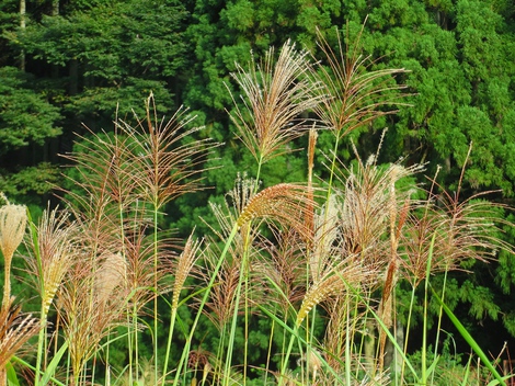 平穏に秋風景で金曜日でした～牛歩台風18号