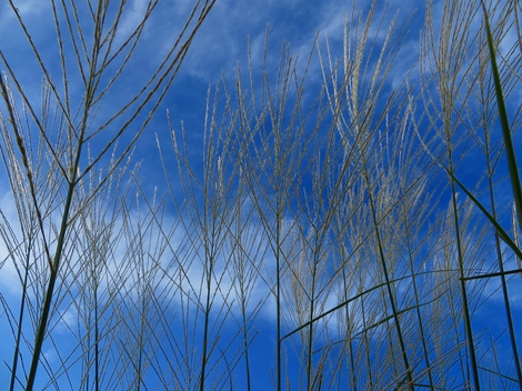 秋らしい風景も増えて・・黄昏は少し茜色になって・・