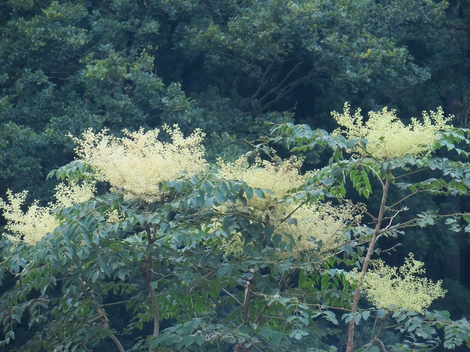 朝焼けで始まった金曜日・・夕方には雨模様・・