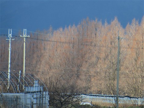 小雨だったり青空だったり・・・メタセコイヤ並木