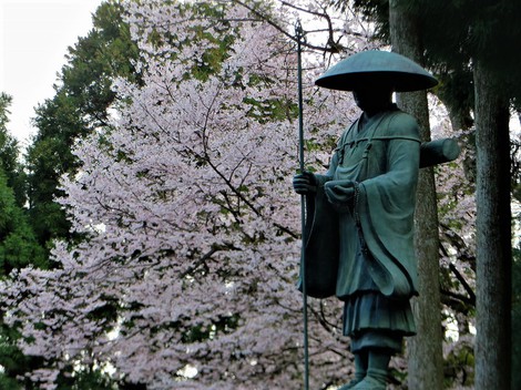 江戸彼岸‥寿命は平均500年