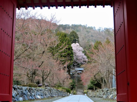 江戸彼岸‥寿命は平均500年