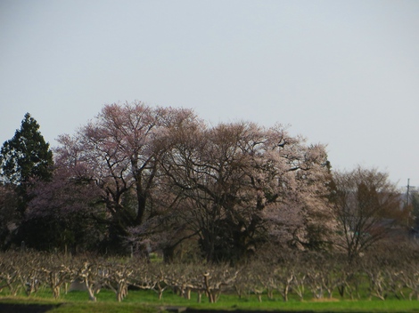江戸彼岸‥寿命は平均500年