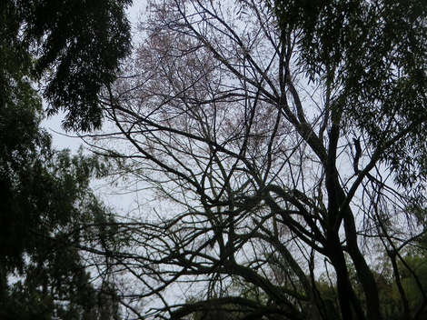 雨の春模様・・