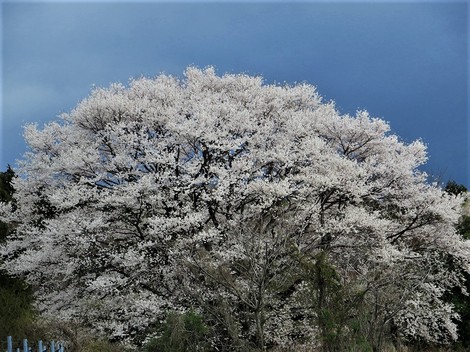 海津大崎・・平日でも混雑で満開時期に！