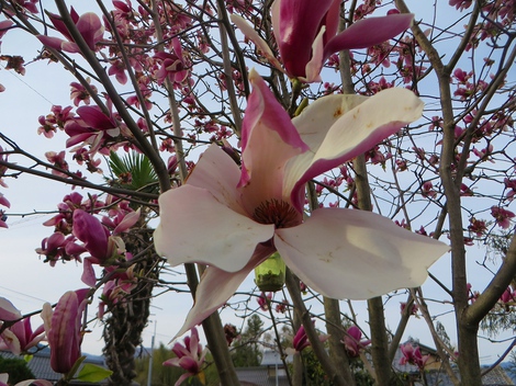 春の花・・身近に・・日曜日