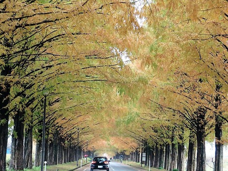 メタセコイヤ並木～～高島市マキノ町