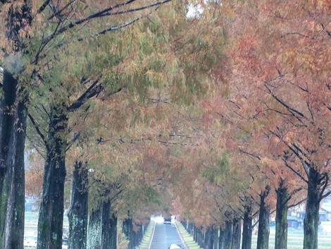 メタセコイヤ並木～～高島市マキノ町