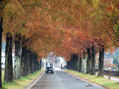 メタセコイヤ並木～～高島市マキノ町