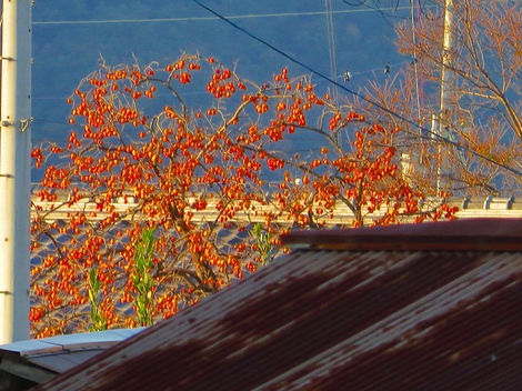 11月らしい陽射しが一日・・