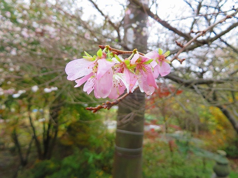雪虫、１０月桜・・黄葉・・曇天の中で見た