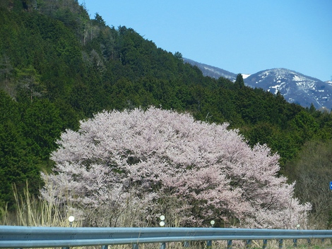晴れて土曜日でも明日は～