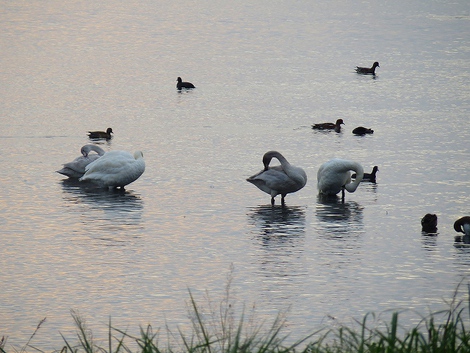 白鳥さん～～琵琶湖にて