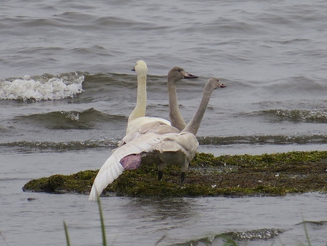 白鳥さん～～琵琶湖にて