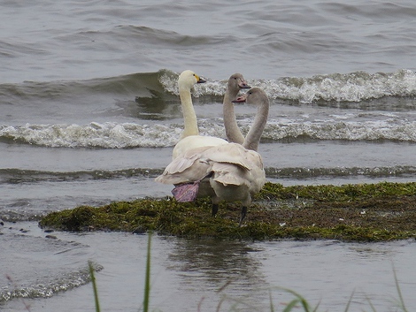 白鳥さん～～琵琶湖にて