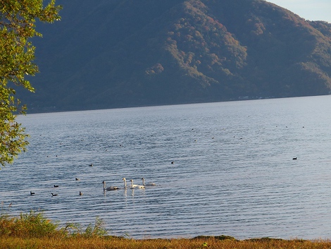 月曜日～晴れて風景・・琵琶湖や白鳥