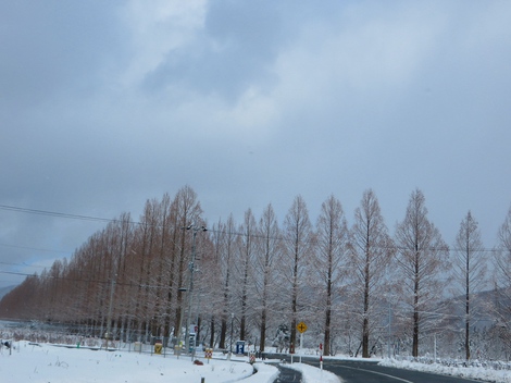 雪積もって・・メタセコイヤ並木　冬