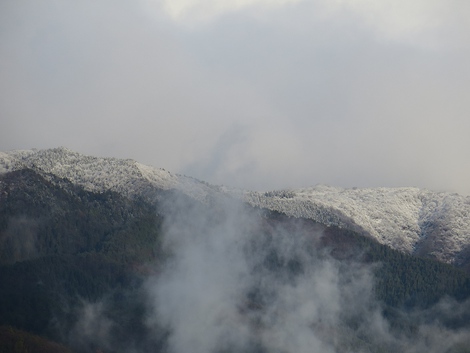 冠雪を伊吹山に見えて～～今日もメタセコイヤ並木風景が・・