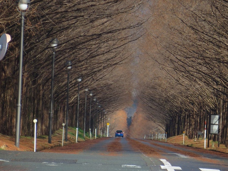 冠雪を伊吹山に見えて～～今日もメタセコイヤ並木風景が・・