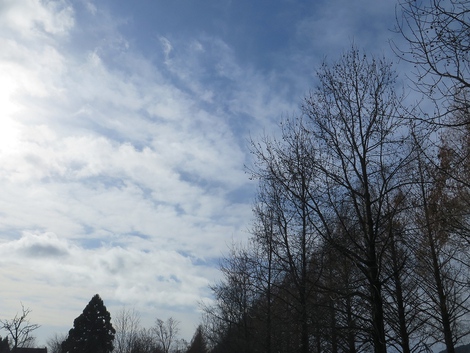 冠雪を伊吹山に見えて～～今日もメタセコイヤ並木風景が・・