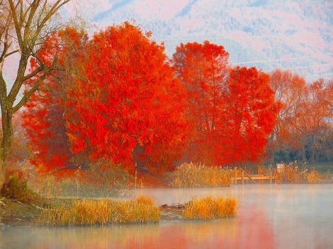 紅梅・・２０１９