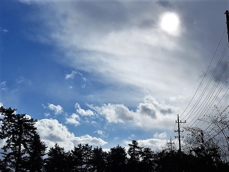 今日も晴れたり雪だったり～～メタセコイヤ並木も