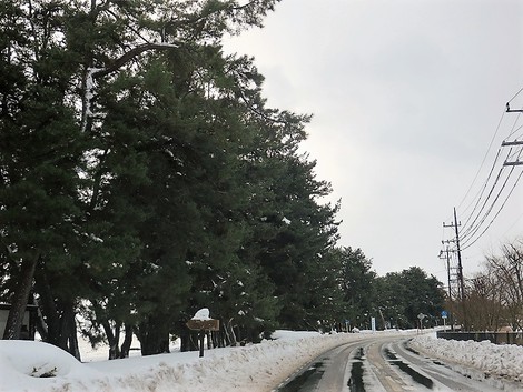 今日も晴れたり雪だったり～～メタセコイヤ並木も