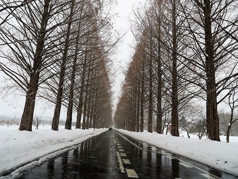今日も晴れたり雪だったり～～メタセコイヤ並木も