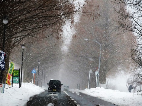 今日も晴れたり雪だったり～～メタセコイヤ並木も