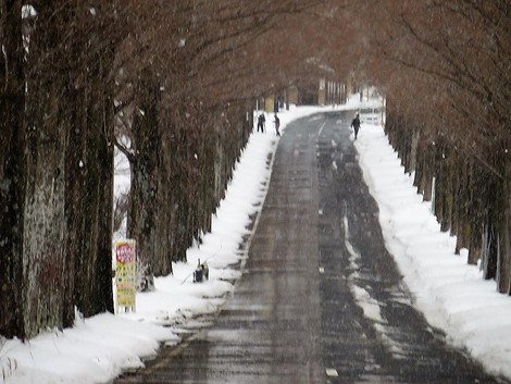 今日も晴れたり雪だったり～～メタセコイヤ並木も
