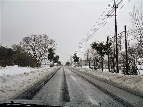 今日も晴れたり雪だったり～～メタセコイヤ並木も