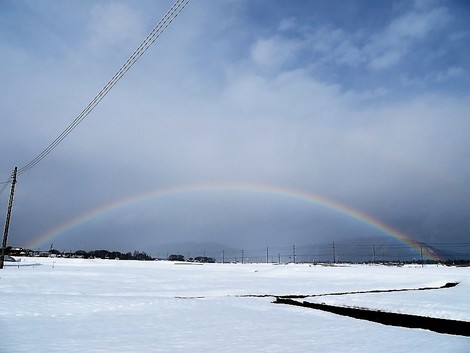小雨の一日・・虹も少し見えて・・蝋梅も