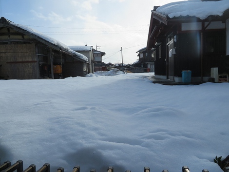 小雨の一日・・虹も少し見えて・・蝋梅も